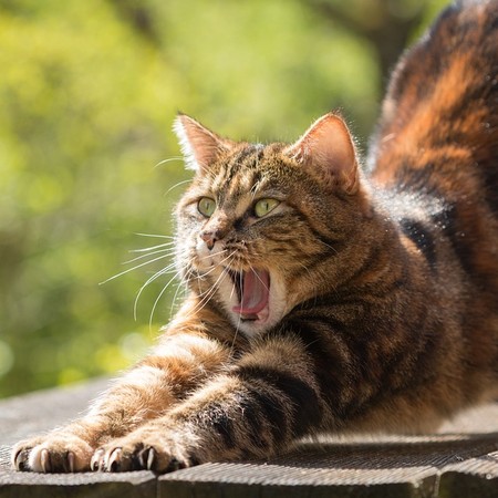 Gähnende Katze